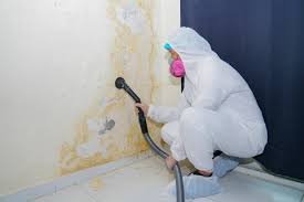 Best Attic Mold Removal in USA